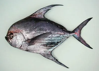 Big-scale pomfret (Taractichthys longipinnis)