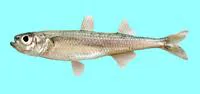 Big-scale sand smelt (Atherina boyeri)