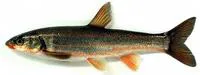 Big-scaled redfin (Tribolodon hakonensis)
