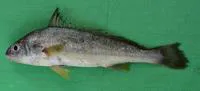 Big-snout croaker (Johnius macrorhynus)