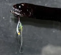 Bigbarb dragonfish (Eustomias macronema)