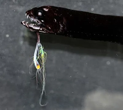 Bigbarb dragonfish (Eustomias macronema)