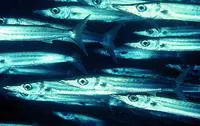 Bigeye barracuda (Sphyraena forsteri)