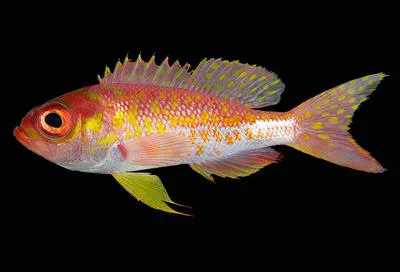 Bigeye bass (Pronotogrammus eos)