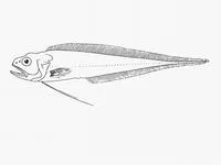 Bigeye brotula (Glyptophidium longipes)