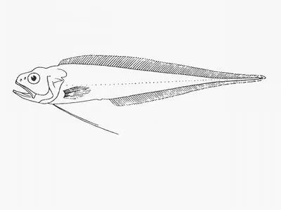 Bigeye brotula (Glyptophidium longipes)
