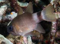 Bigeye cardinalfish (Nectamia bandanensis)