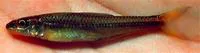 Bigeye chub (Hybopsis amblops)