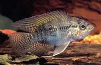 Bigeye cichlid (Acaronia nassa)
