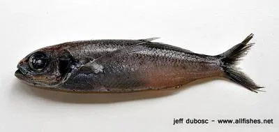 Bigeye cigarfish (Cubiceps pauciradiatus)