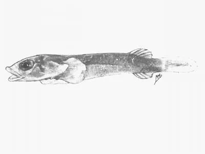 Bigeye clingfish (Diplecogaster megalops)