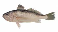 Bigeye croaker (Pennahia anea)
