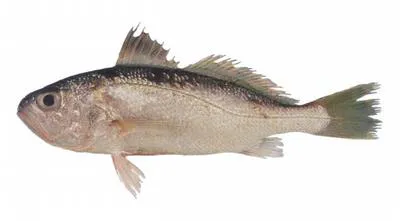 Bigeye croaker (Pennahia anea)