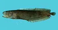 Bigeye cusk (Alionematichthys riukiuensis)