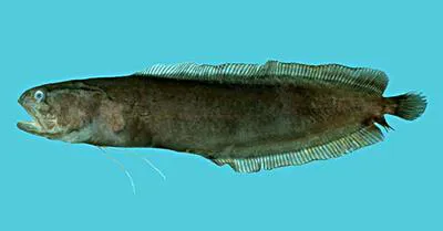 Bigeye cusk (Alionematichthys riukiuensis)