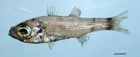 Bigeye (Epigonus pandionis)