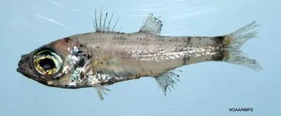 Bigeye (Epigonus pandionis)
