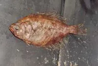 Bigeye flounder (Hippoglossina macrops)