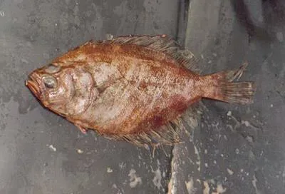 Bigeye flounder (Hippoglossina macrops)