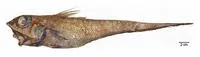Bigeye grenadier (Macrourus holotrachys)