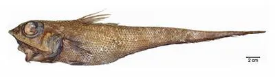 Bigeye grenadier (Macrourus holotrachys)