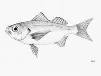 Bigeye grunt (Brachydeuterus auritus)