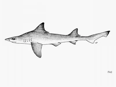 Bigeye houndshark (Iago omanensis)