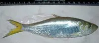 Bigeye ilisha (Ilisha megaloptera)