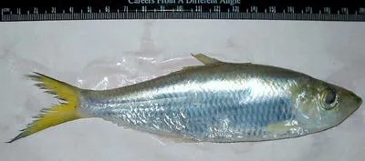 Bigeye ilisha (Ilisha megaloptera)