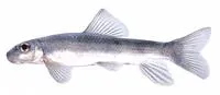 Bigeye jumprock (Moxostoma ariommum)