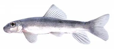 Bigeye jumprock (Moxostoma ariommum)