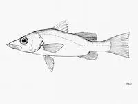 Bigeye lates (Lates mariae)