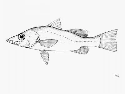 Bigeye lates (Lates mariae)