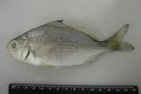Bigeye mojarra (Eucinostomus havana)