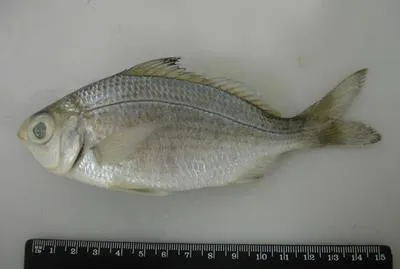 Bigeye mojarra (Eucinostomus havana)