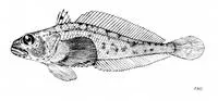 Bigeye notothen (Trematomus tokarevi)