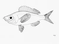 Bigeye picarel (Spicara alta)