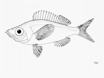 Bigeye picarel (Spicara alta)