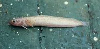 Bigeye rockling (Gaidropsarus macrophthalmus)