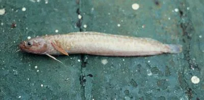 Bigeye rockling (Gaidropsarus macrophthalmus)