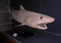 Bigeye sand tiger shark (Odontaspis noronhai)