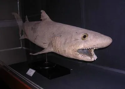 Bigeye sand tiger shark (Odontaspis noronhai)