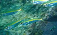 Bigeye scad (Selar crumenophthalmus)