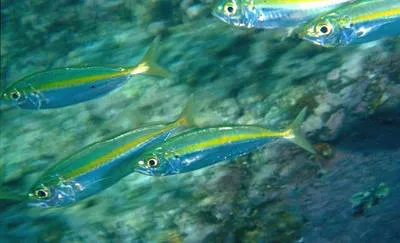 Bigeye scad (Selar crumenophthalmus)