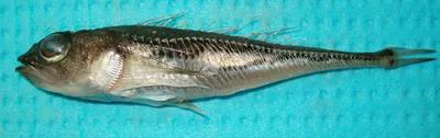 Bigeye sculpin (Triglops nybelini)
