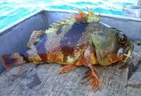 Bigeye sea perch (Helicolenus barathri)