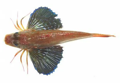 Bigeye searobin (Prionotus longispinosus)