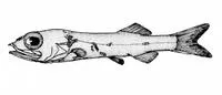 Bigeye searsid (Holtbyrnia macrops)