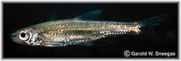 Bigeye shiner (Notropis boops)