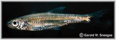 Bigeye shiner (Notropis boops)